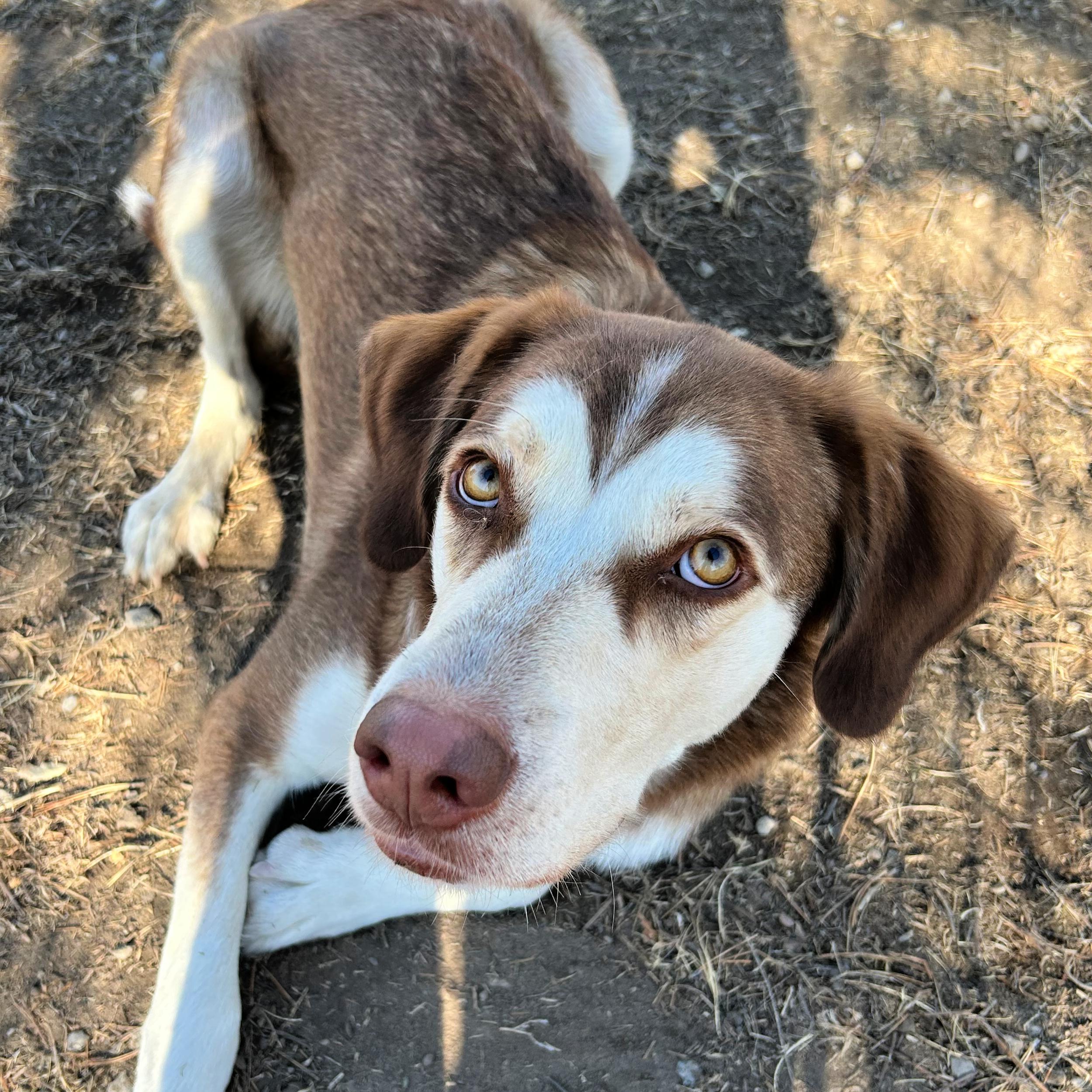 Denver, an adopted mixed breed in Lindon, UT image 1/5