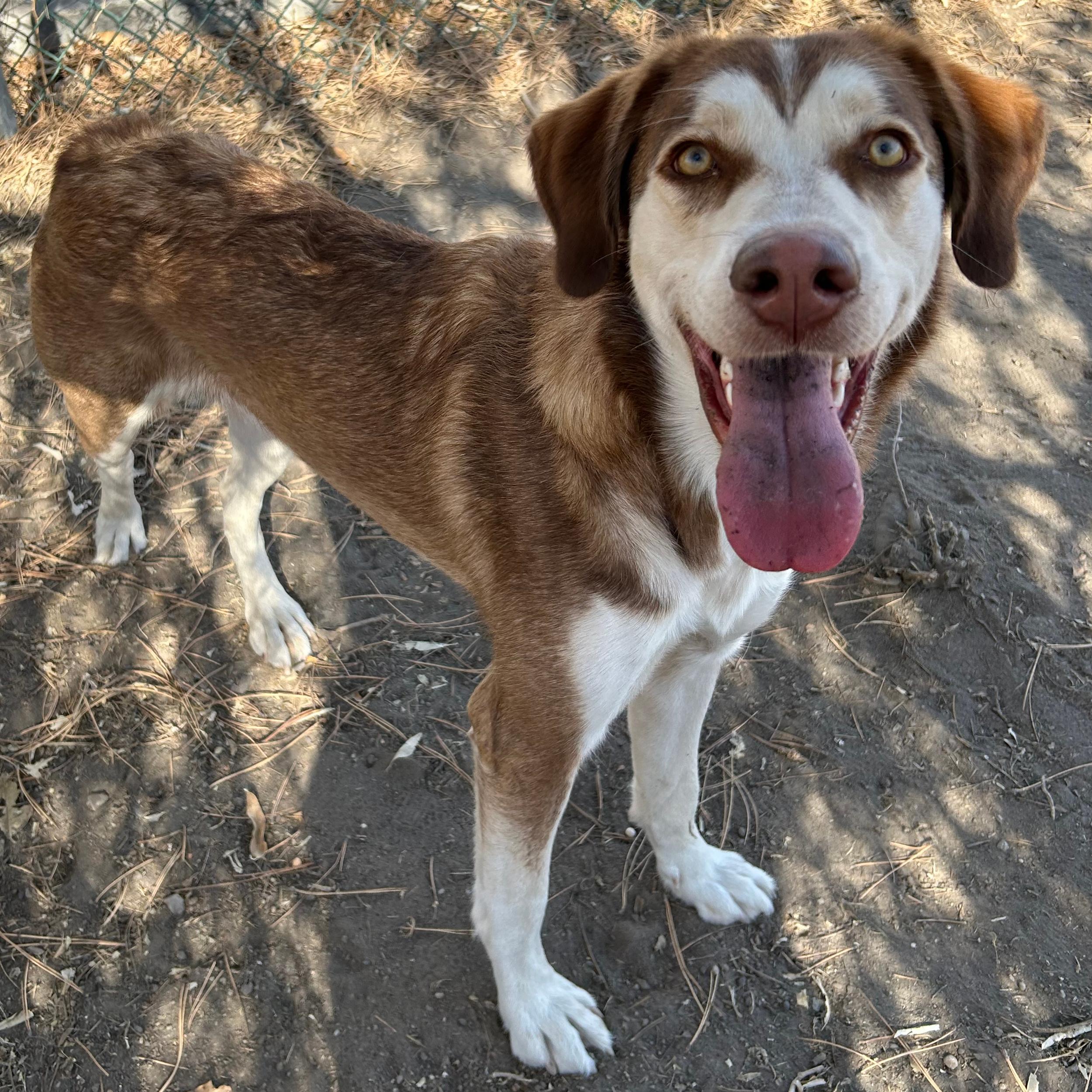 Denver, an adopted mixed breed in Lindon, UT image 2/5