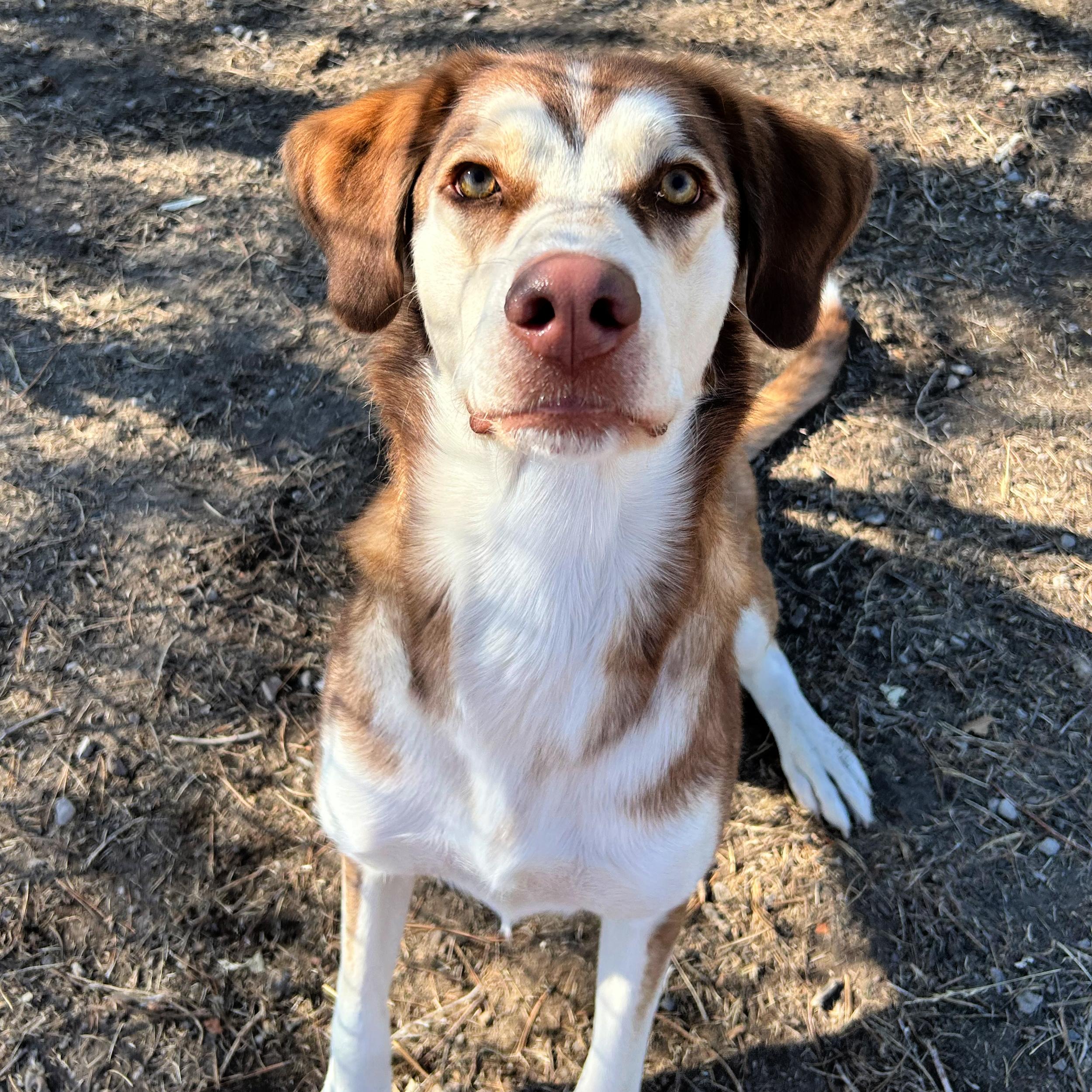 Denver, an adopted mixed breed in Lindon, UT image 3/5