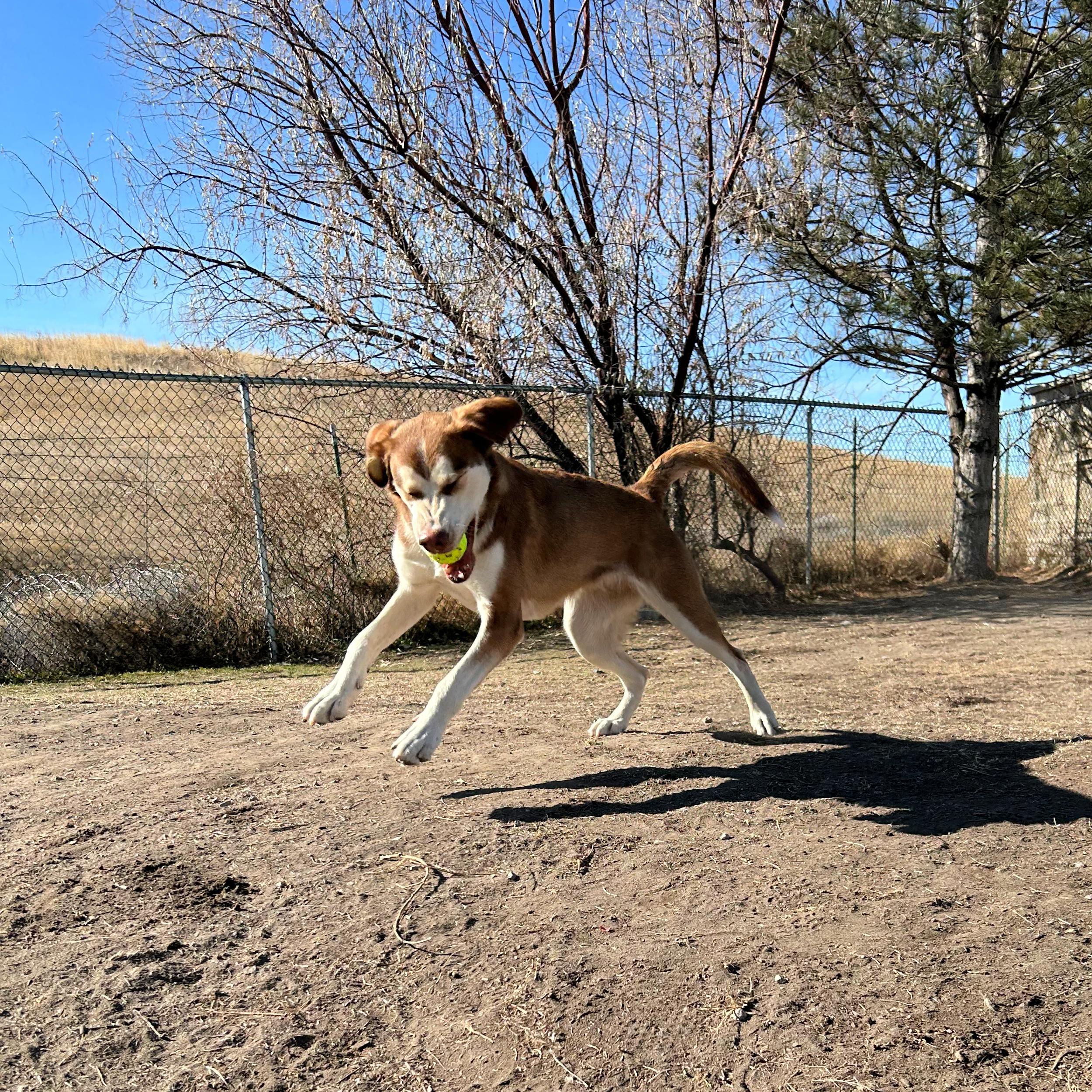 Denver, an adopted mixed breed in Lindon, UT image 4/5