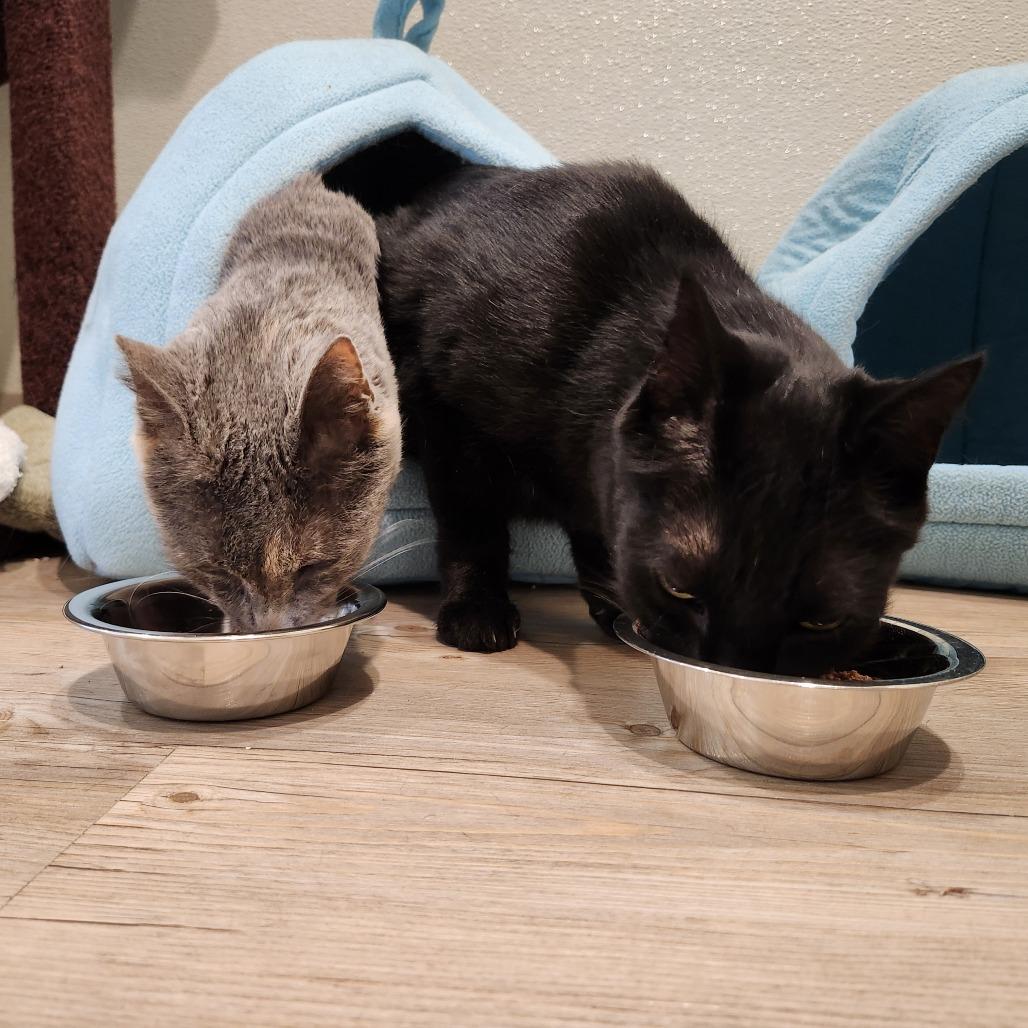 Buddy, Adoptable, Senior Male Domestic Short Hair.