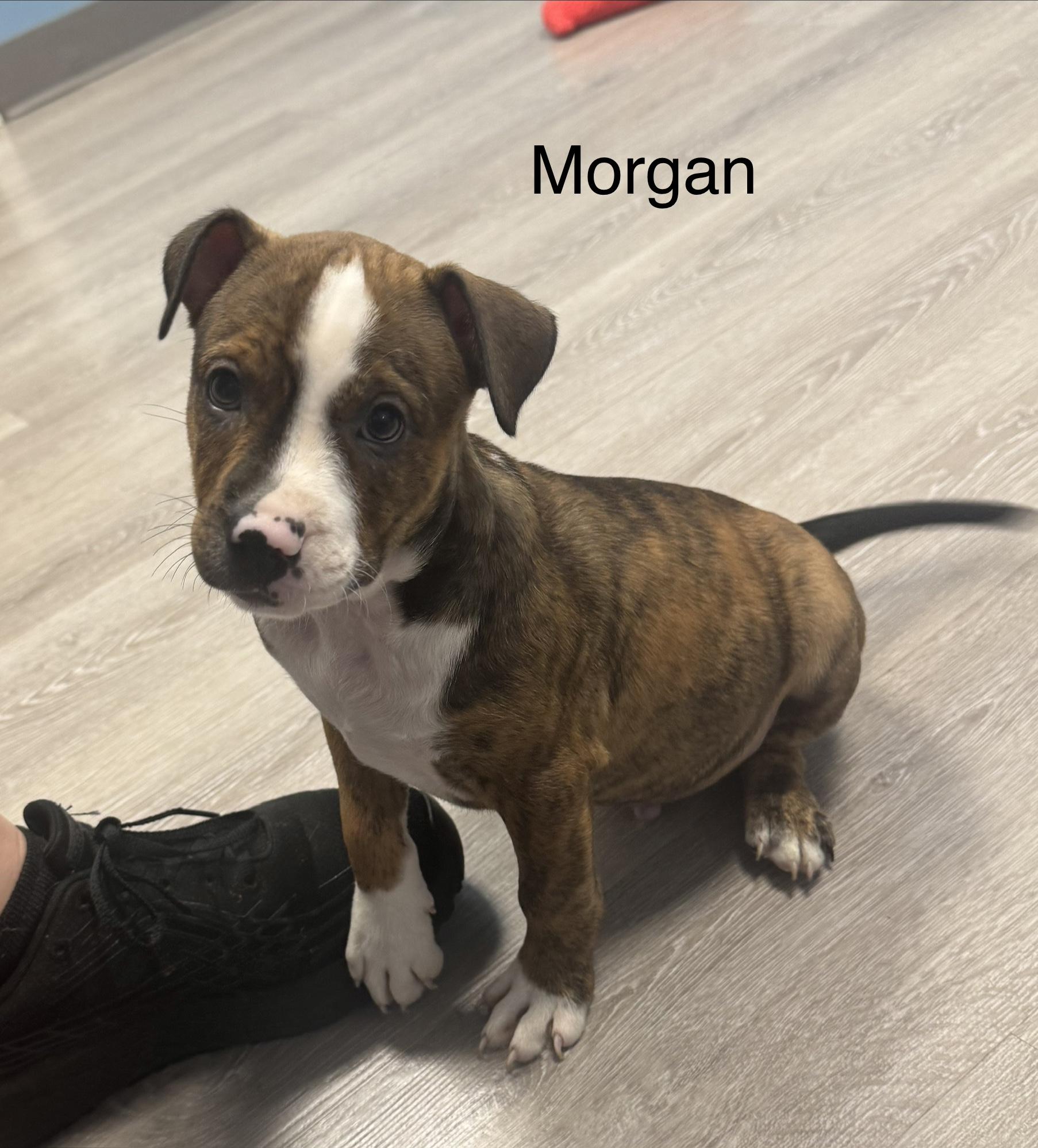 Enlarge Morgan, a Adopted Pit Bull Terrier in Ulster, PA image 1/1