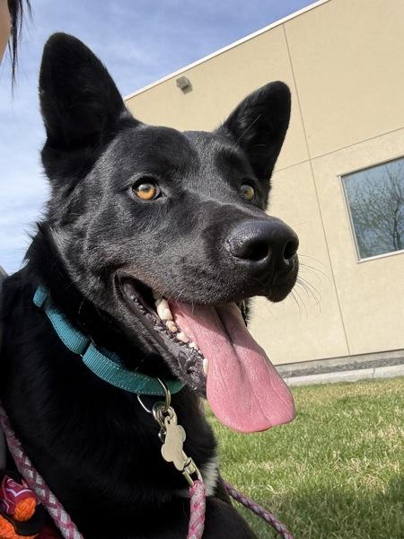 Buddy, Adoptable, Adult Male Shepherd.