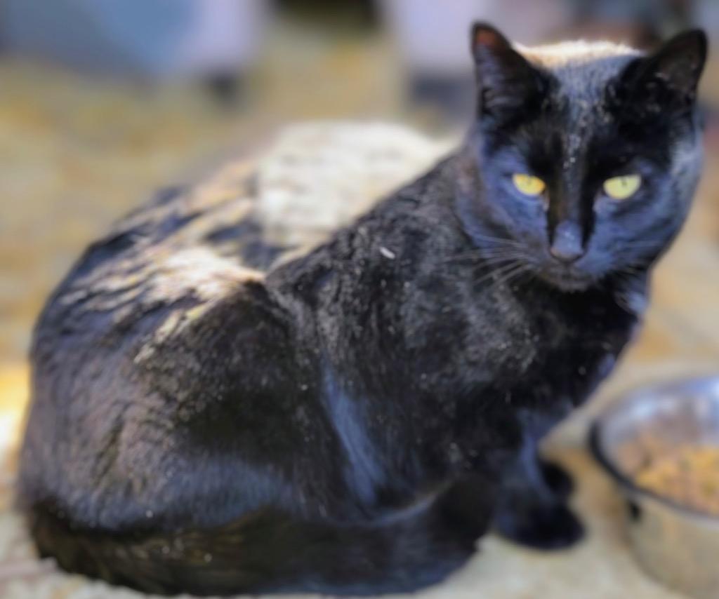 Enlarge Joel, a Adopted mixed breed in Shelbyville, TN image 1/1