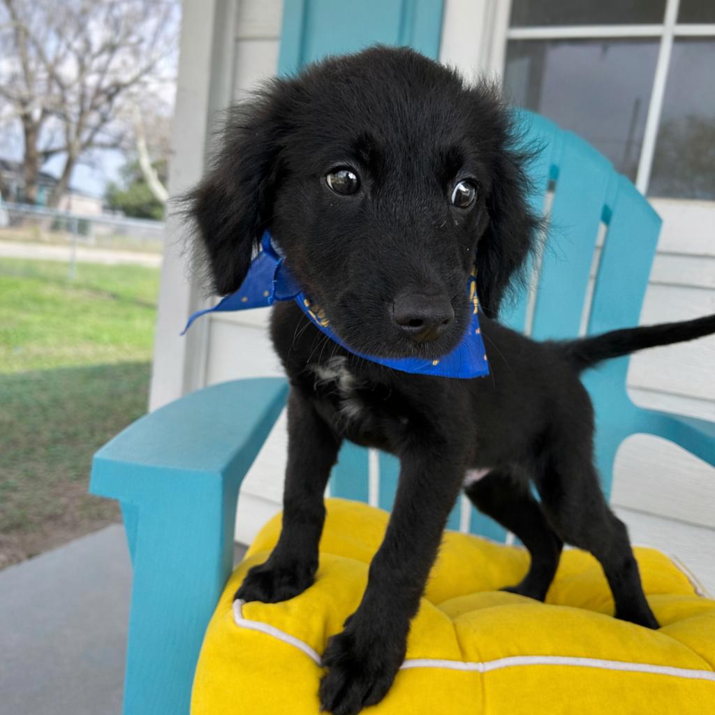 Enlarge Sully, an adopted mixed breed in Pensacola, FL image 3/3
