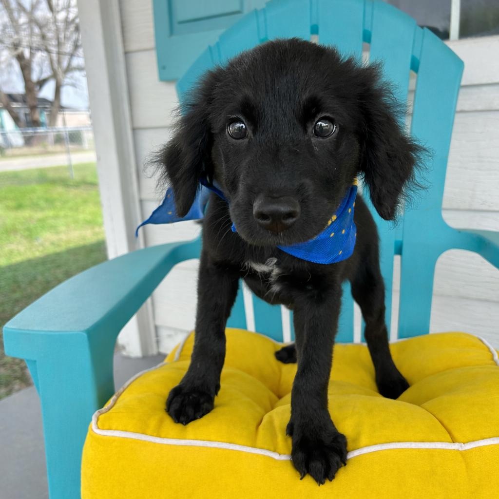 Enlarge Sully, an adopted mixed breed in Pensacola, FL image 1/3