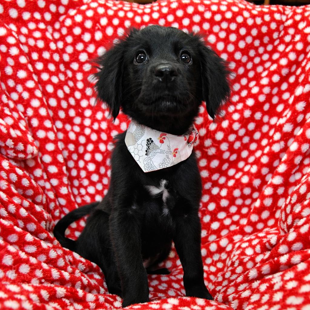 Enlarge Sully, an adopted mixed breed in Pensacola, FL image 2/3