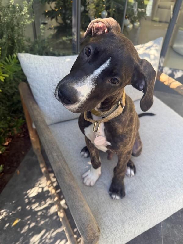 Cane, Adoptable, Young Male Great Dane.