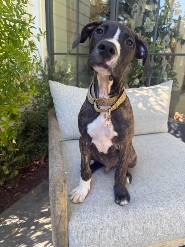 Enlarge Cane, a Adoptable Great Dane in Manhattan Beach, CA image 2/6