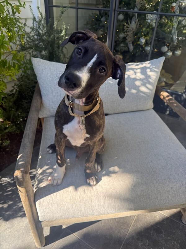 Enlarge Cane, a Adoptable Great Dane in Manhattan Beach, CA image 3/6