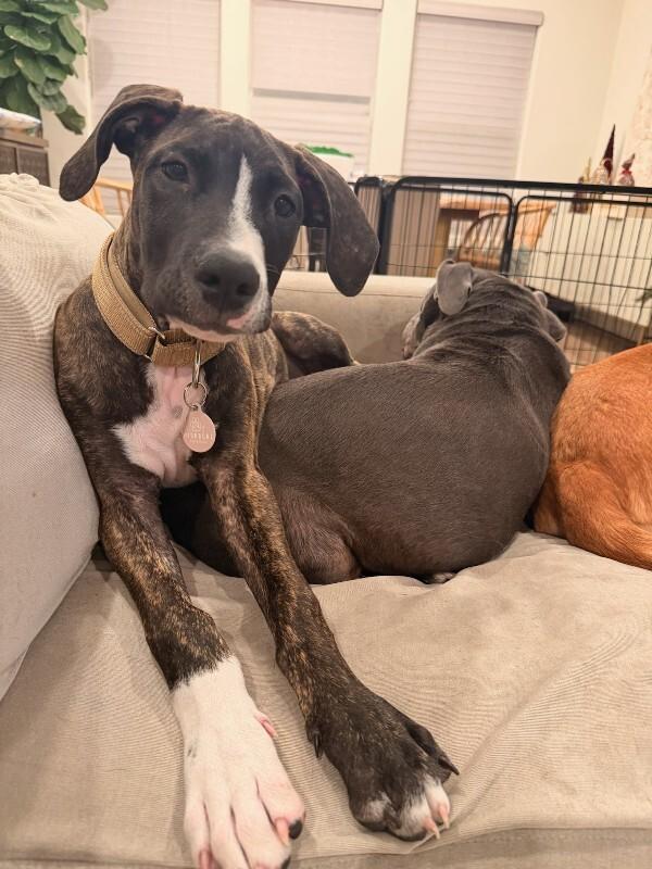 Enlarge Cane, a Adoptable Great Dane in Manhattan Beach, CA image 4/6