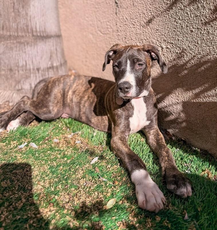 Enlarge Cane, a Adoptable Great Dane in Manhattan Beach, CA image 5/6