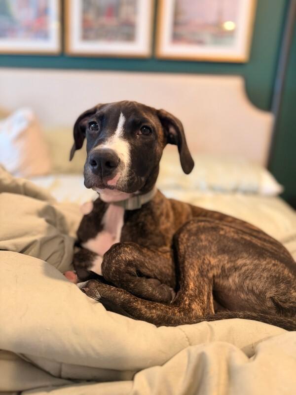 Enlarge Cane, a Adoptable Great Dane in Manhattan Beach, CA image 6/6