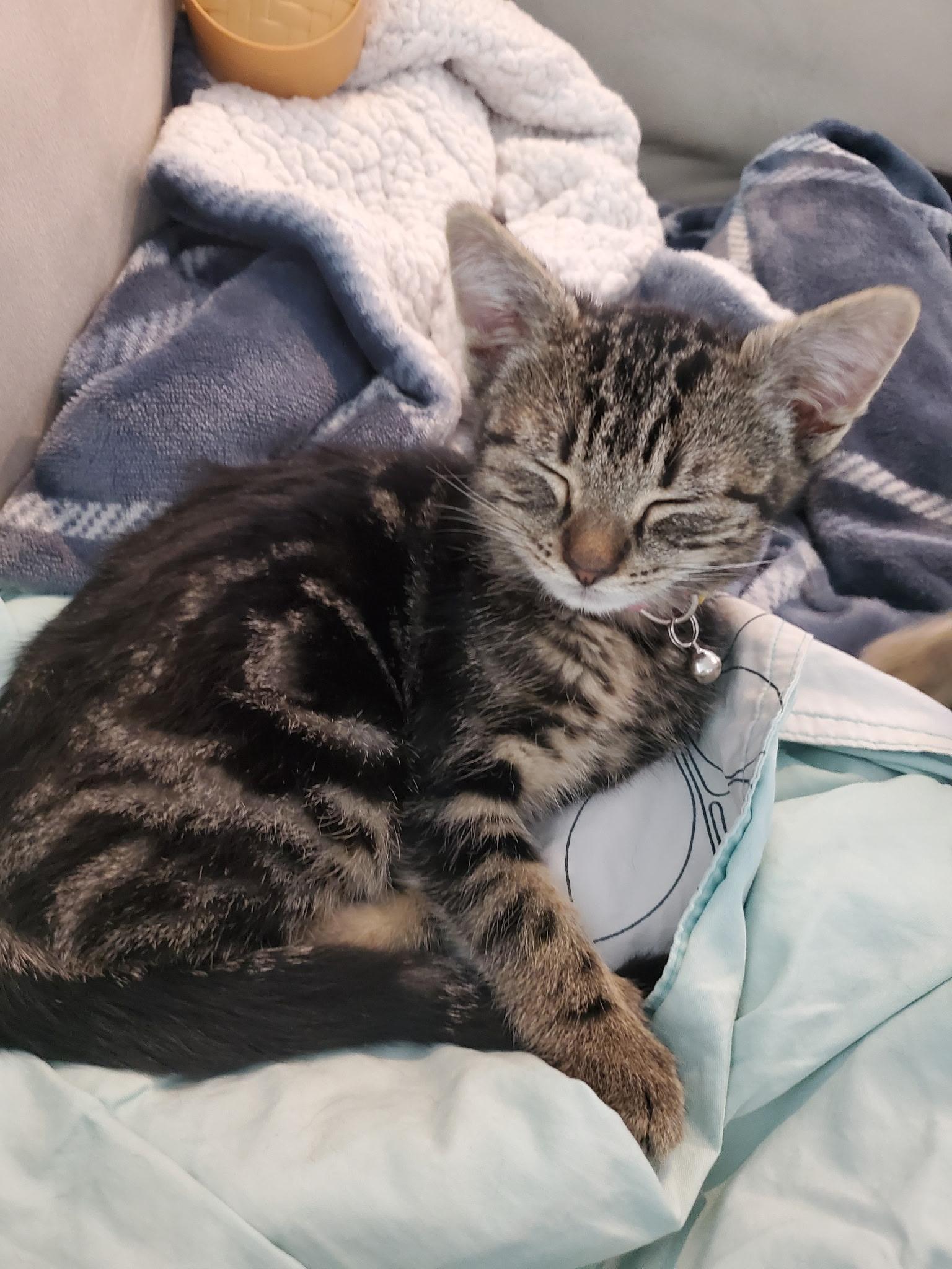 Enlarge Pepper, a Adopted Domestic Short Hair in Gig Harbor, WA image 2/6