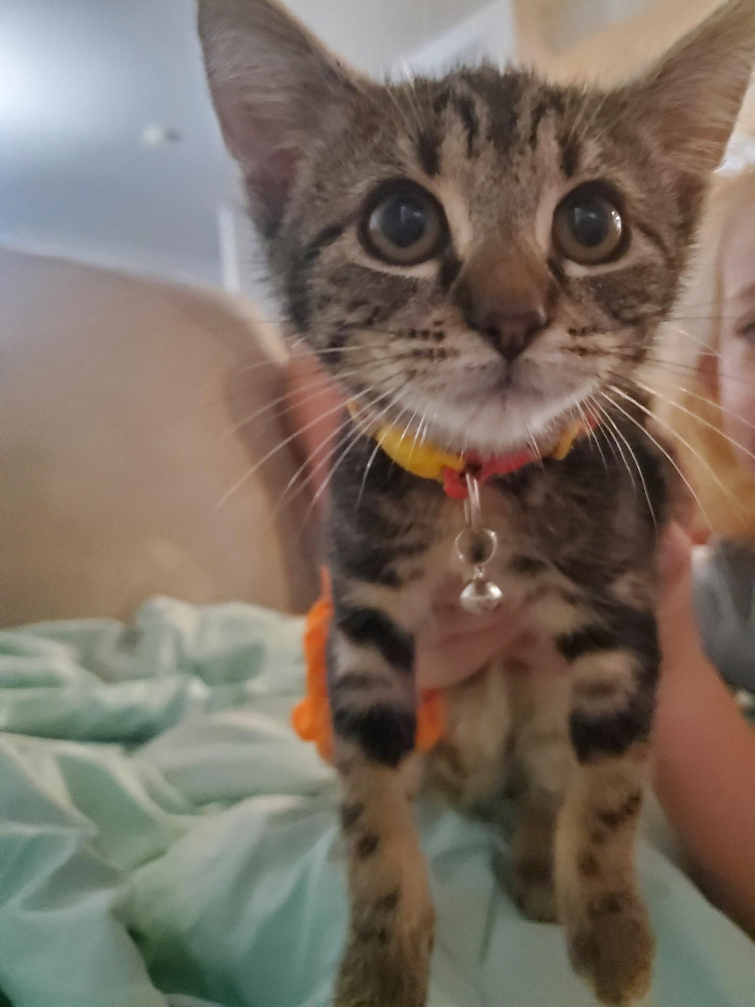 Pepper, Adopted, Kitten Female Domestic Short Hair.