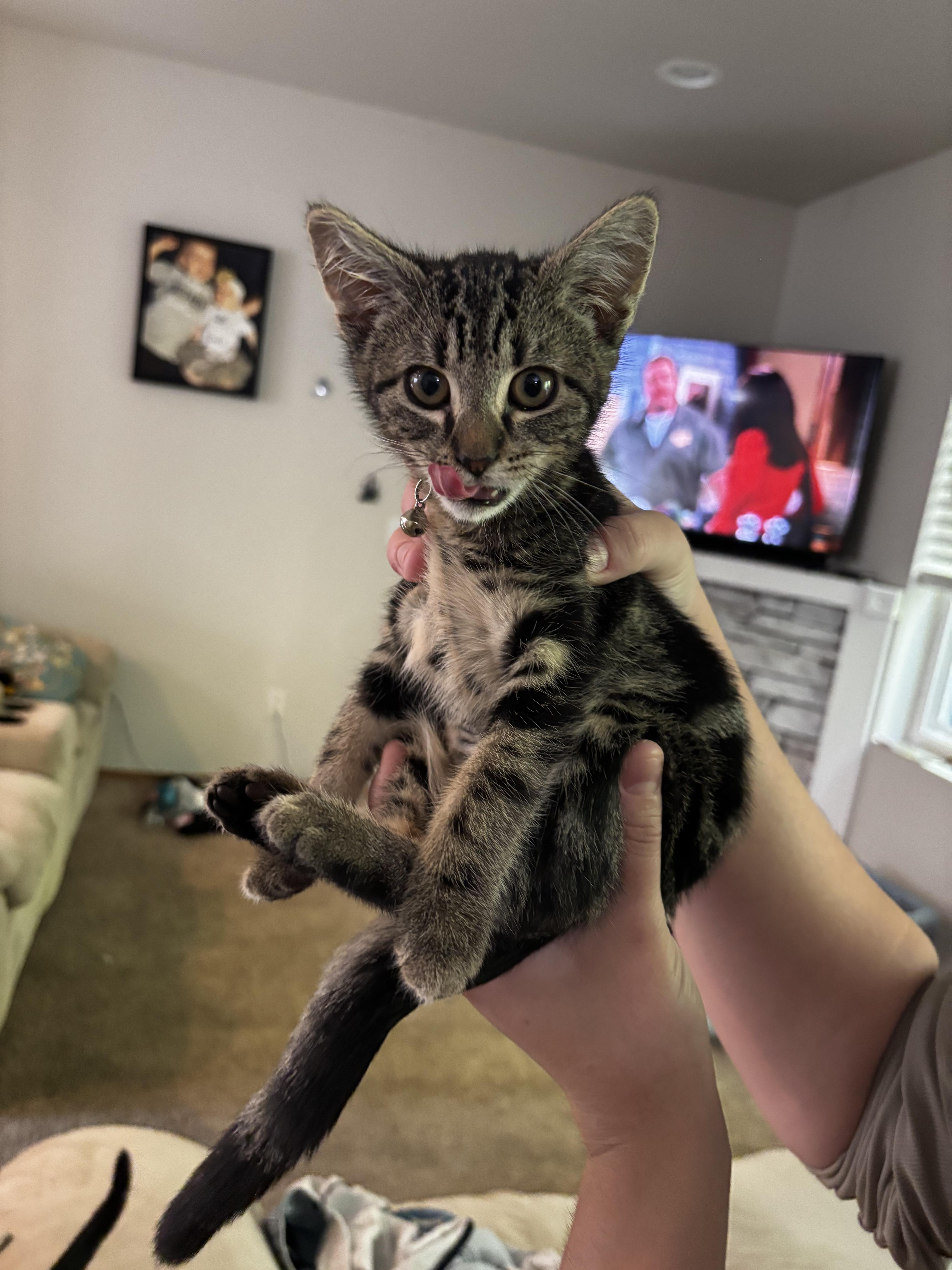 Enlarge Pepper, a Adopted Domestic Short Hair in Gig Harbor, WA image 6/6