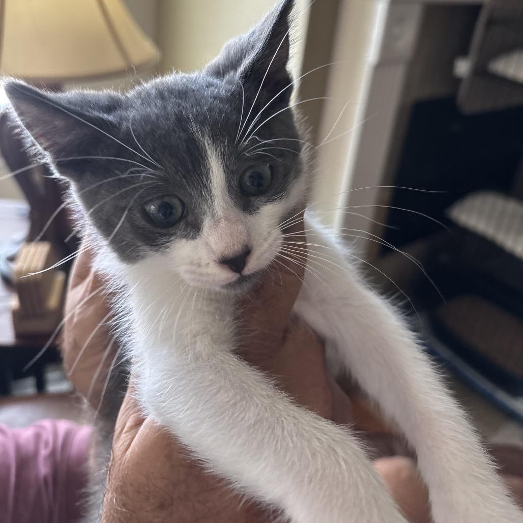 Grayson, Adoptable, Kitten Male Domestic Short Hair.