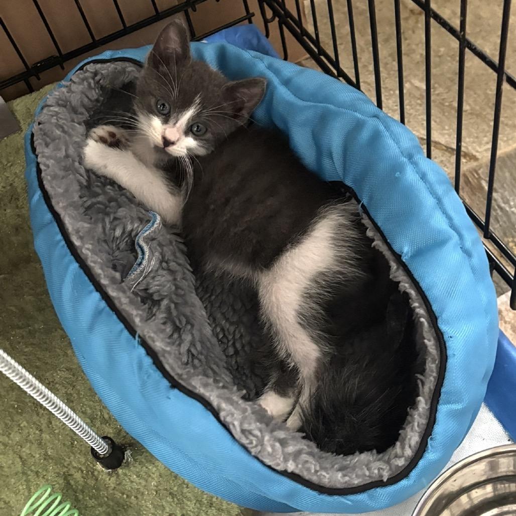 Grayson, a Adoptable Domestic Short Hair in Missouri City, TX image 2/2