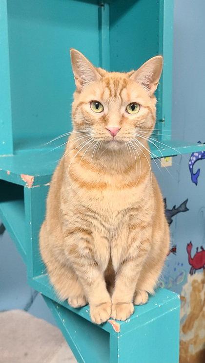 6986 (Mary), Adoptable, Adult Female Domestic Short Hair.