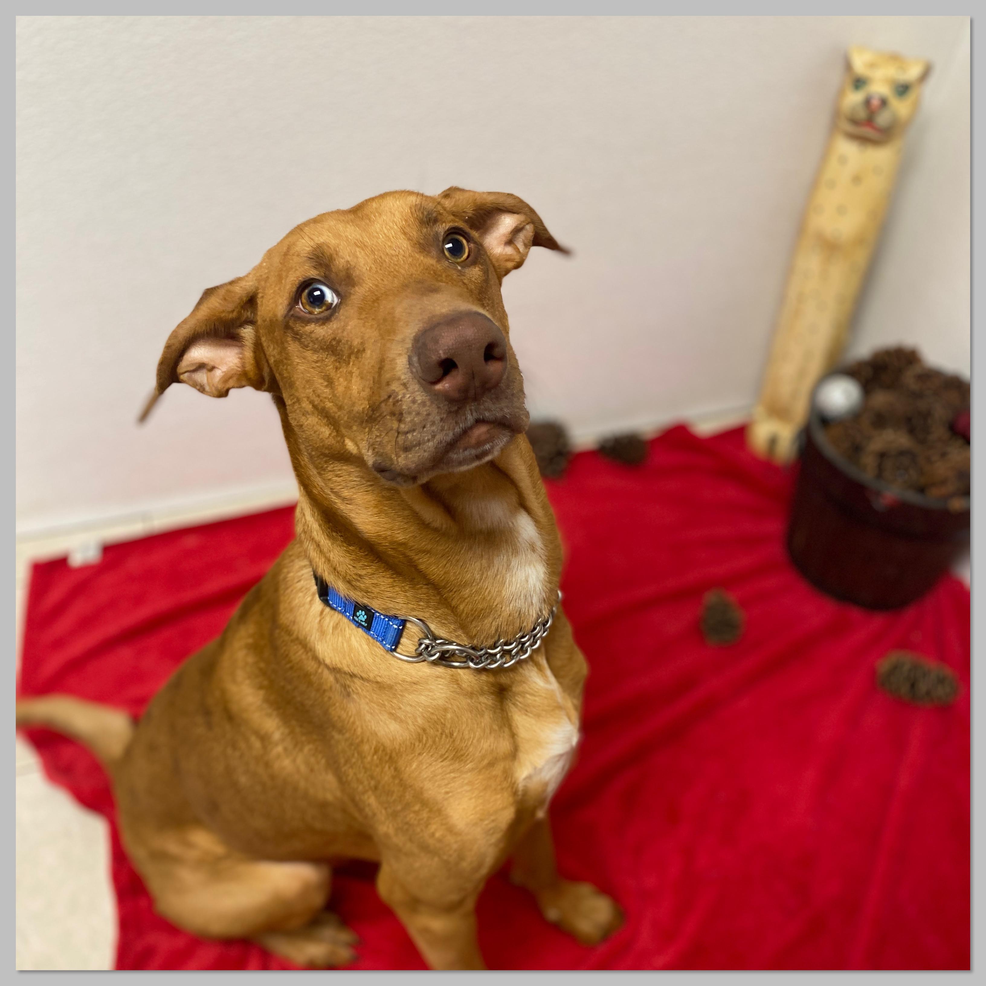 Enlarge Creed, an adopted mixed breed in Elyria, OH image 5/6