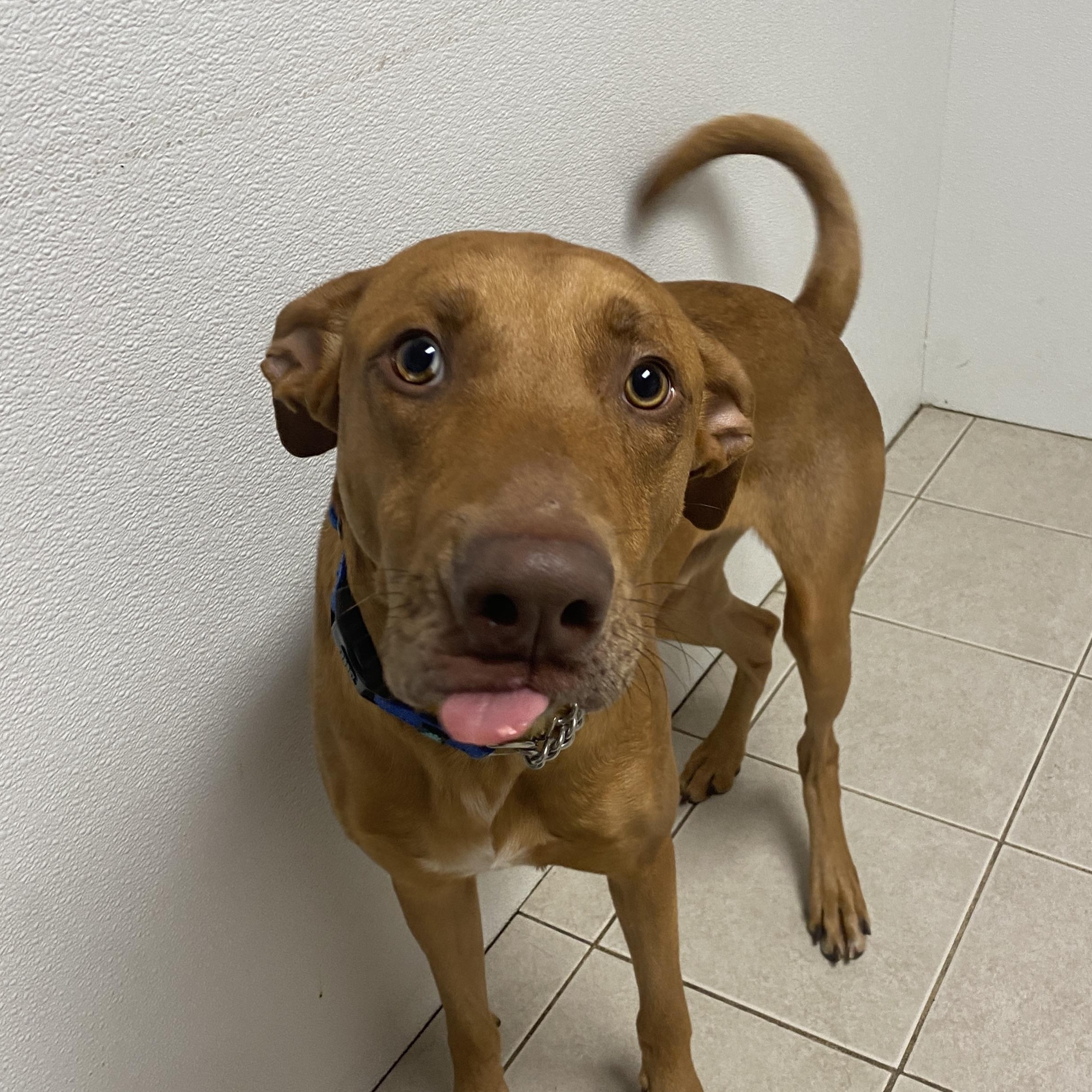 Enlarge Creed, an adopted mixed breed in Elyria, OH image 4/6