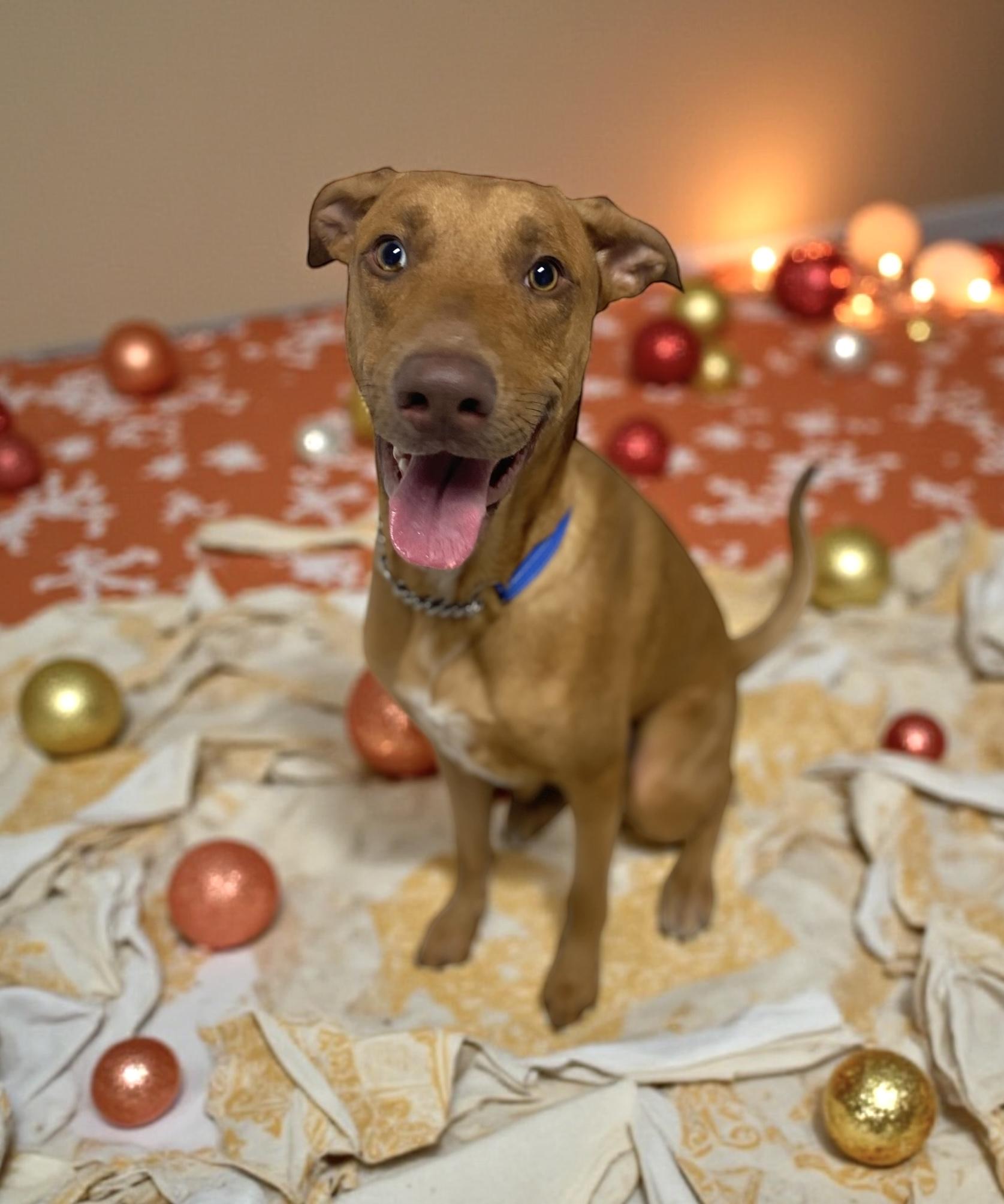 Enlarge Creed, a Adoptable mixed breed in Elyria, OH image 1/1