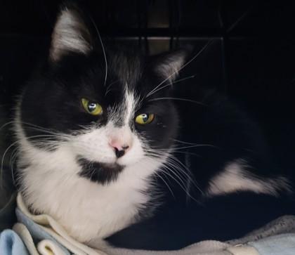 Enlarge Goldie 67, a Adoptable mixed breed in Cleveland, OH image 2/2