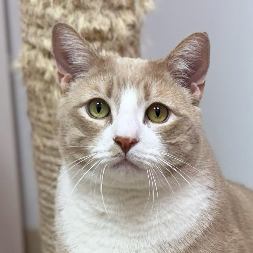 Toby Crackit, ADOPTABLE, Adult Male Domestic Short Hair.