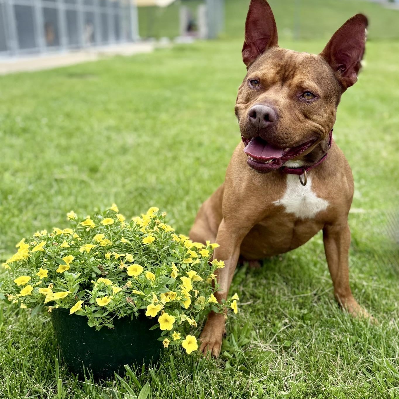 Enlarge Bebe, a Adoptable mixed breed in Effingham, IL image 1/5