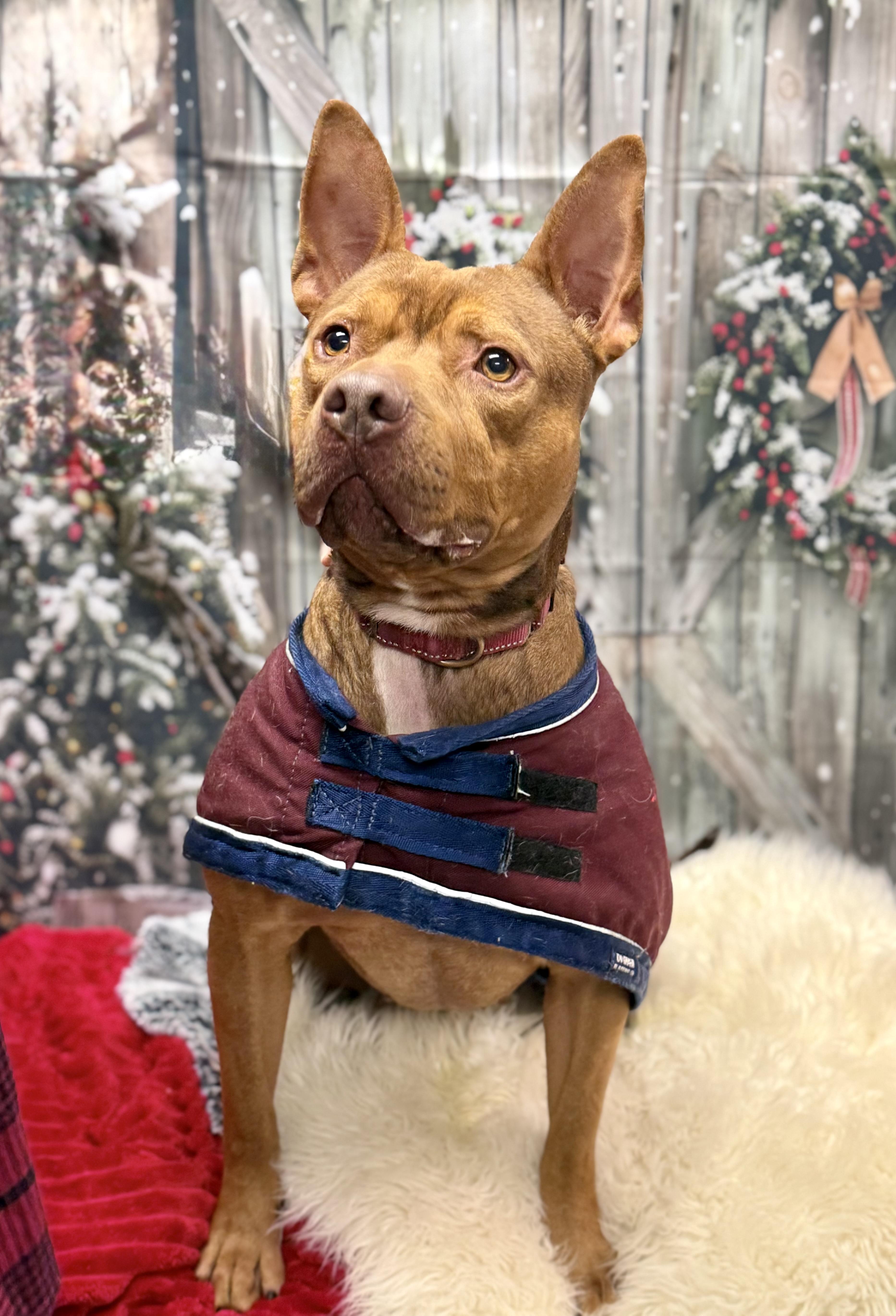 Bebe, a Adoptable mixed breed in Effingham, IL image 3/6