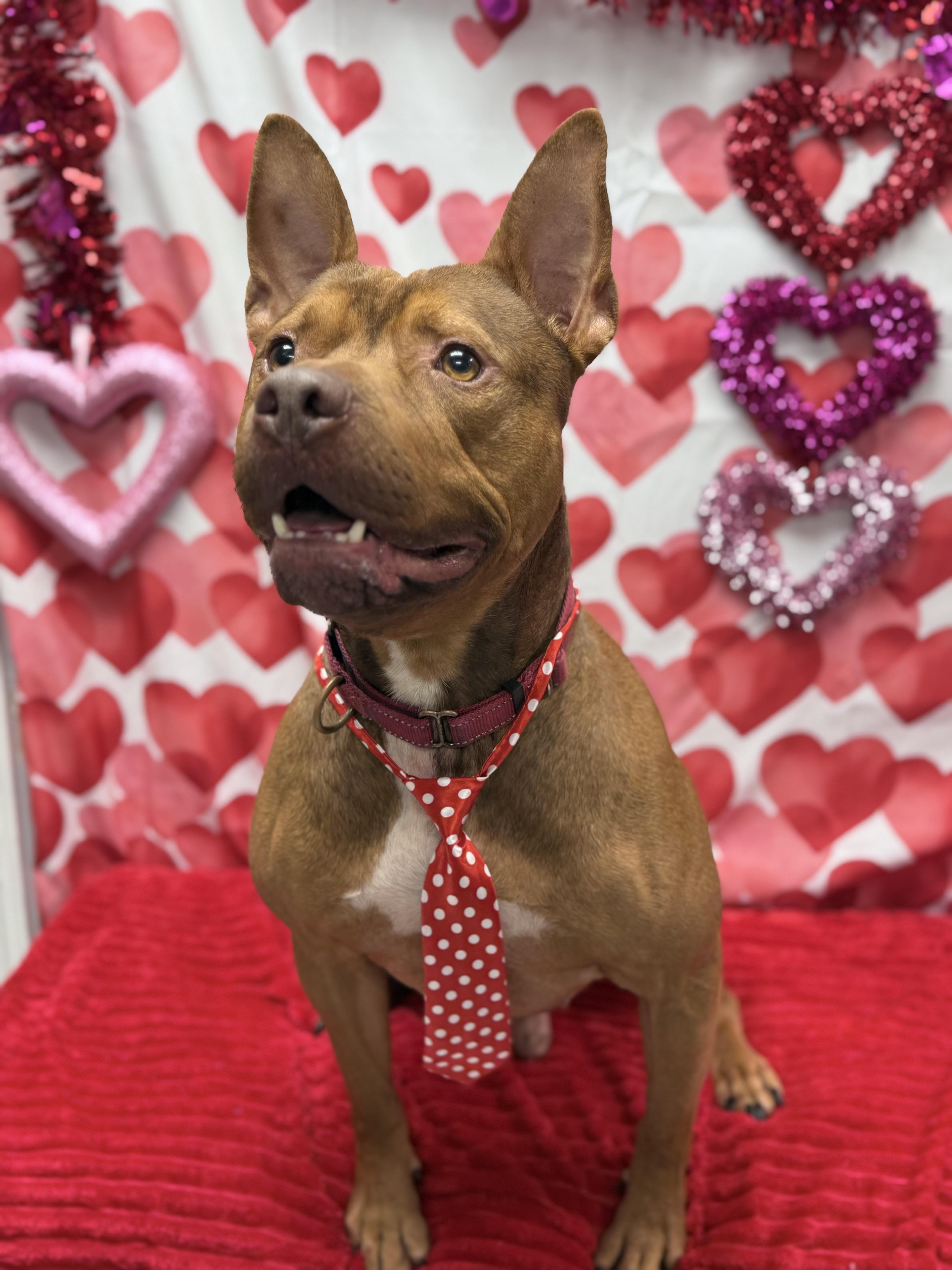 Bebe, a Adoptable mixed breed in Effingham, IL image 4/6