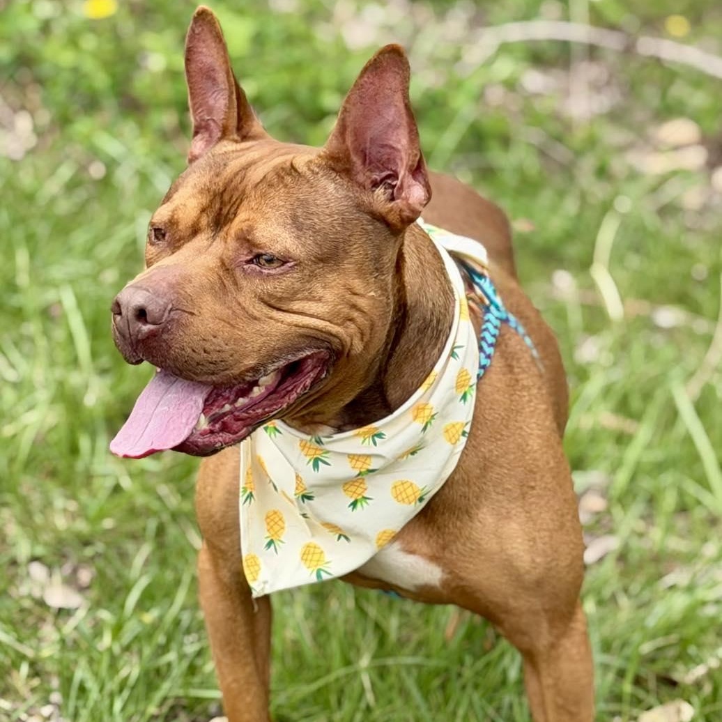 Bebe, Adoptable, Adult Male Pit Bull Terrier.