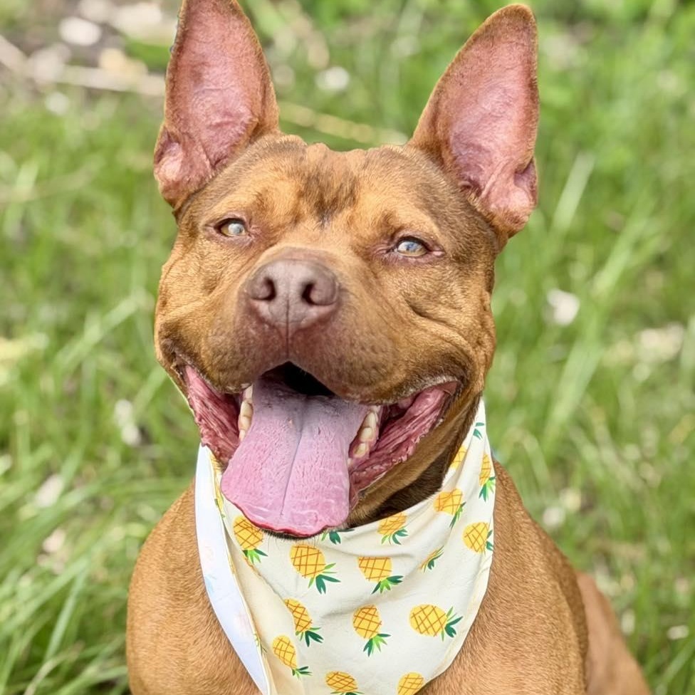 Enlarge Bebe, a Adoptable mixed breed in Effingham, IL image 3/6