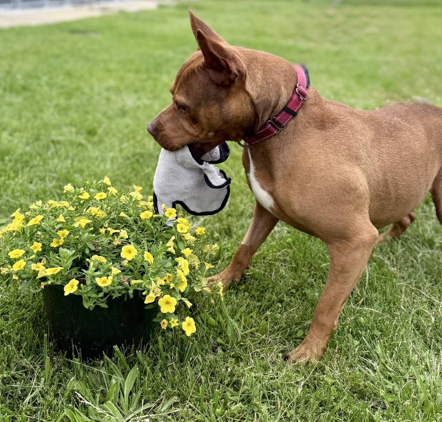 Enlarge Bebe, a Adoptable mixed breed in Effingham, IL image 4/5