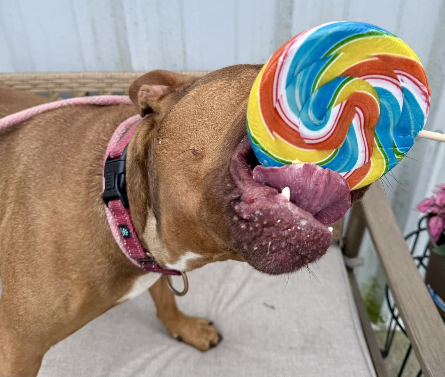 Enlarge Bebe, a Adoptable mixed breed in Effingham, IL image 5/5