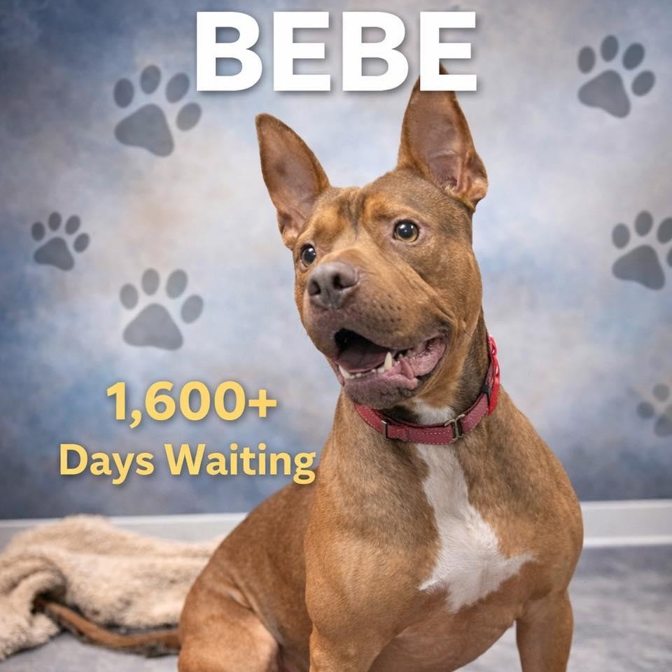 Bebe, Adoptable, Adult Male Pit Bull Terrier.