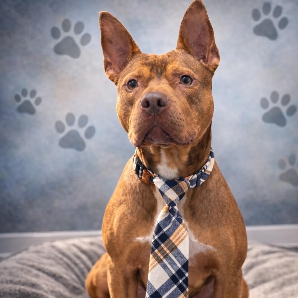 Enlarge Bebe, a Adoptable mixed breed in Effingham, IL image 2/6