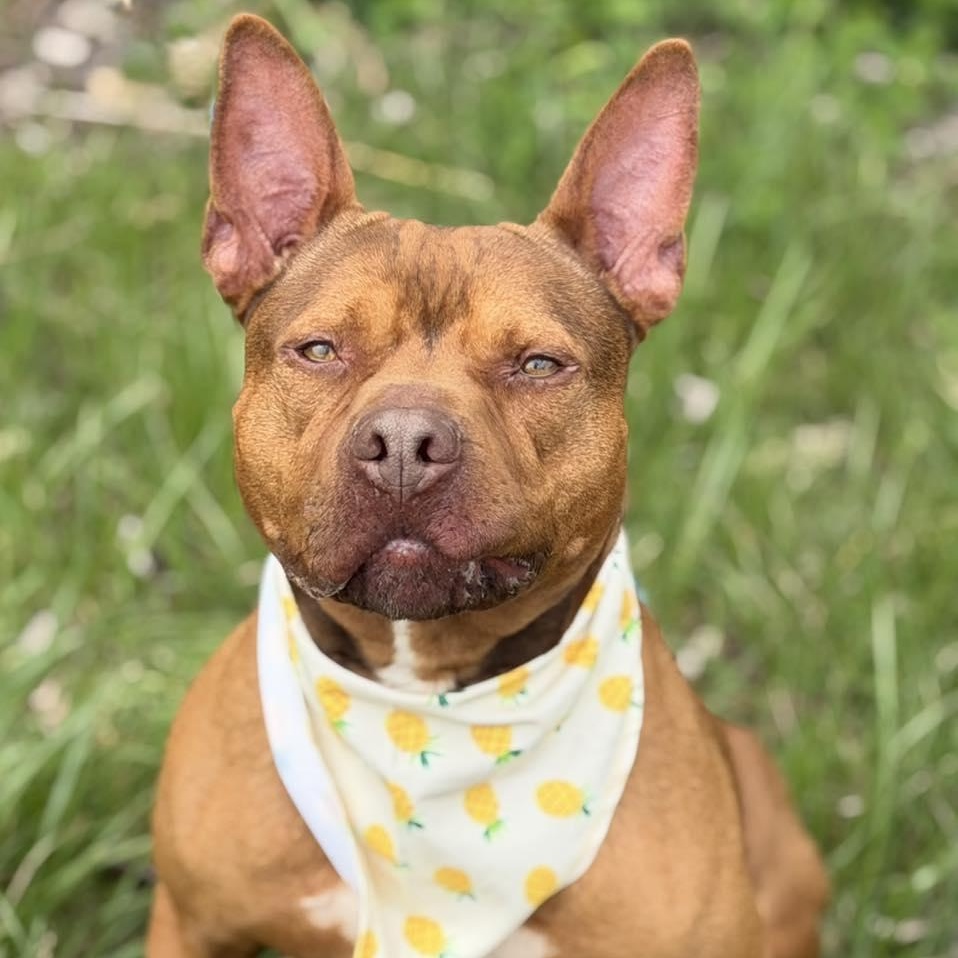 Enlarge Bebe, a Adoptable mixed breed in Effingham, IL image 2/6