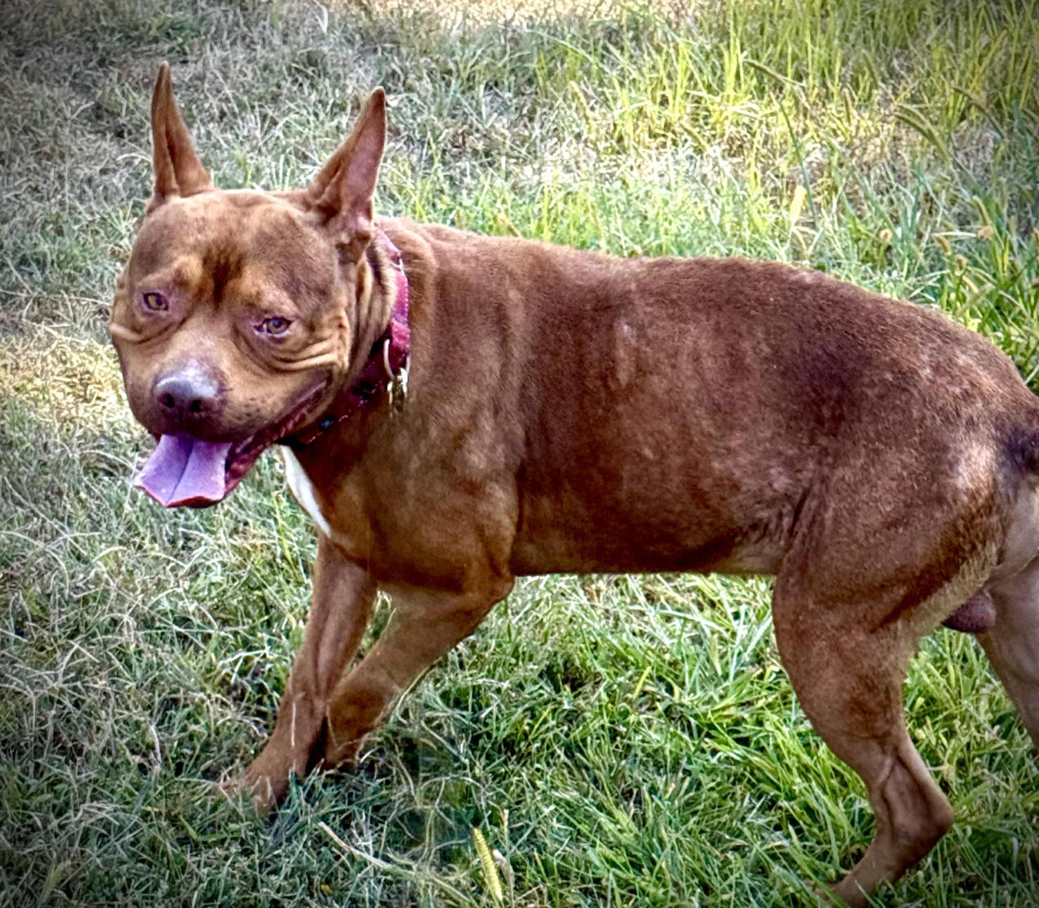 Bebe, a Adoptable mixed breed in Effingham, IL image 5/6