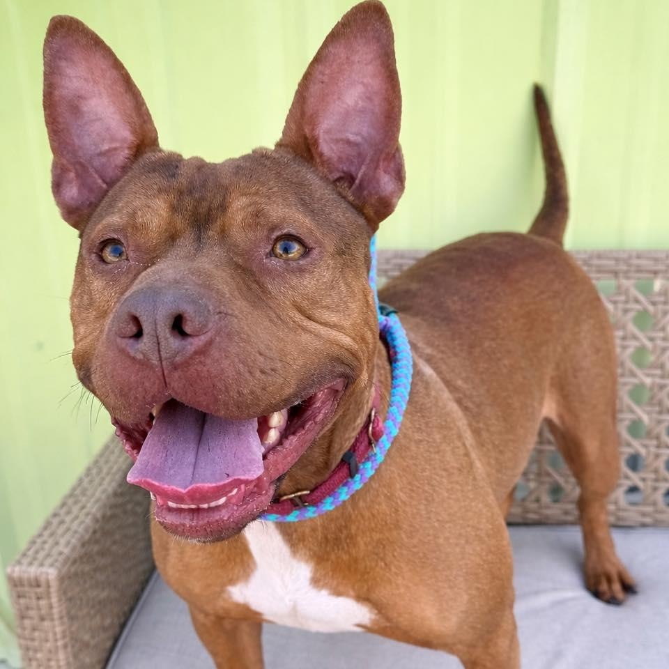 Enlarge Bebe, a Adoptable mixed breed in Effingham, IL image 5/6