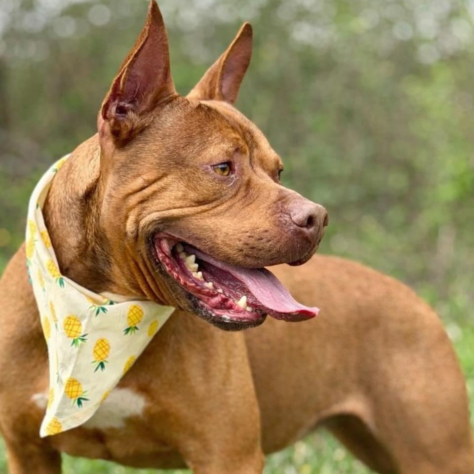 Enlarge Bebe, a Adoptable mixed breed in Effingham, IL image 4/6