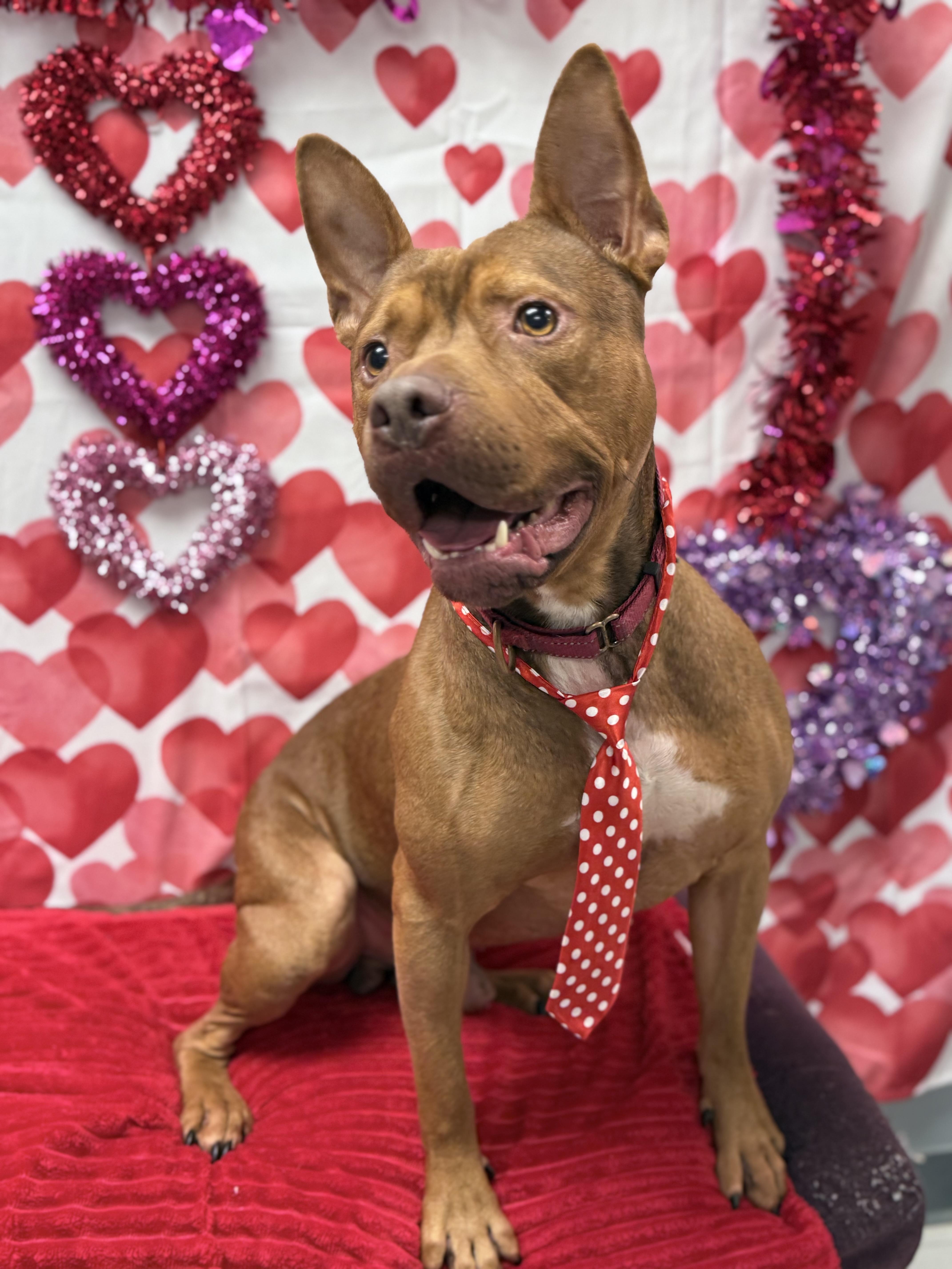 Bebe, a Adoptable mixed breed in Effingham, IL image 6/6