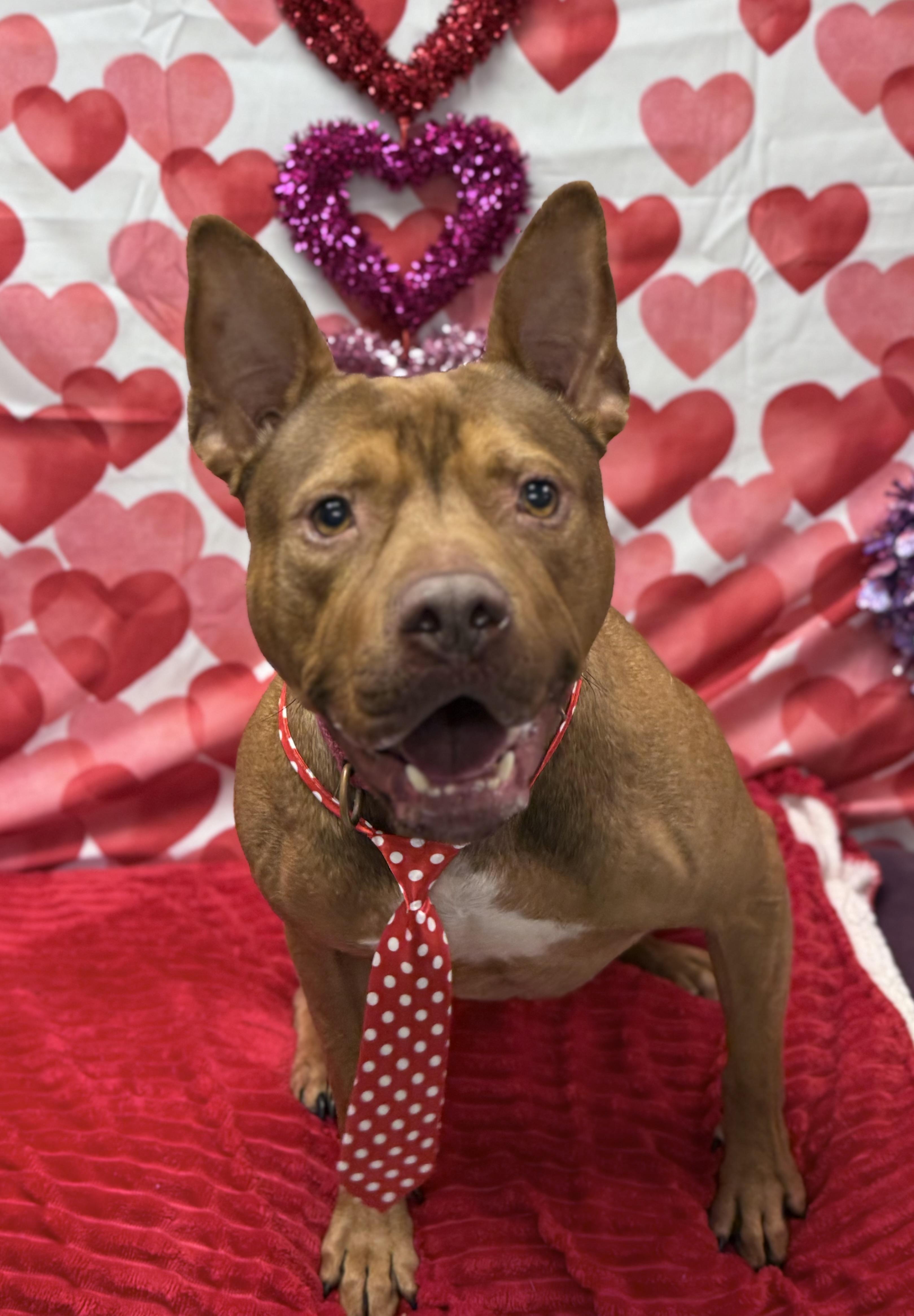 Bebe, a Adoptable mixed breed in Effingham, IL image 5/6