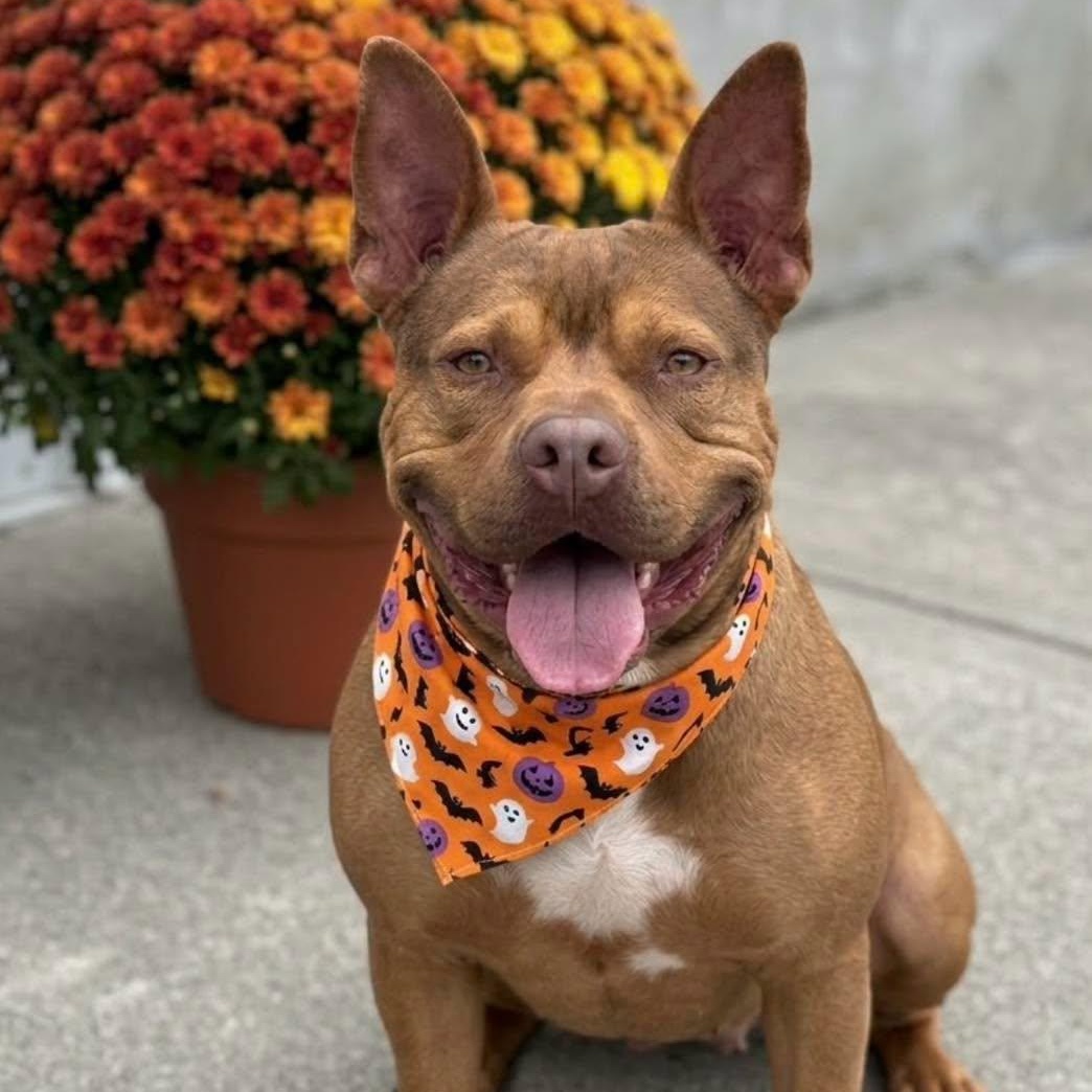 Bebe, Adoptable, Adult Male Pit Bull Terrier.