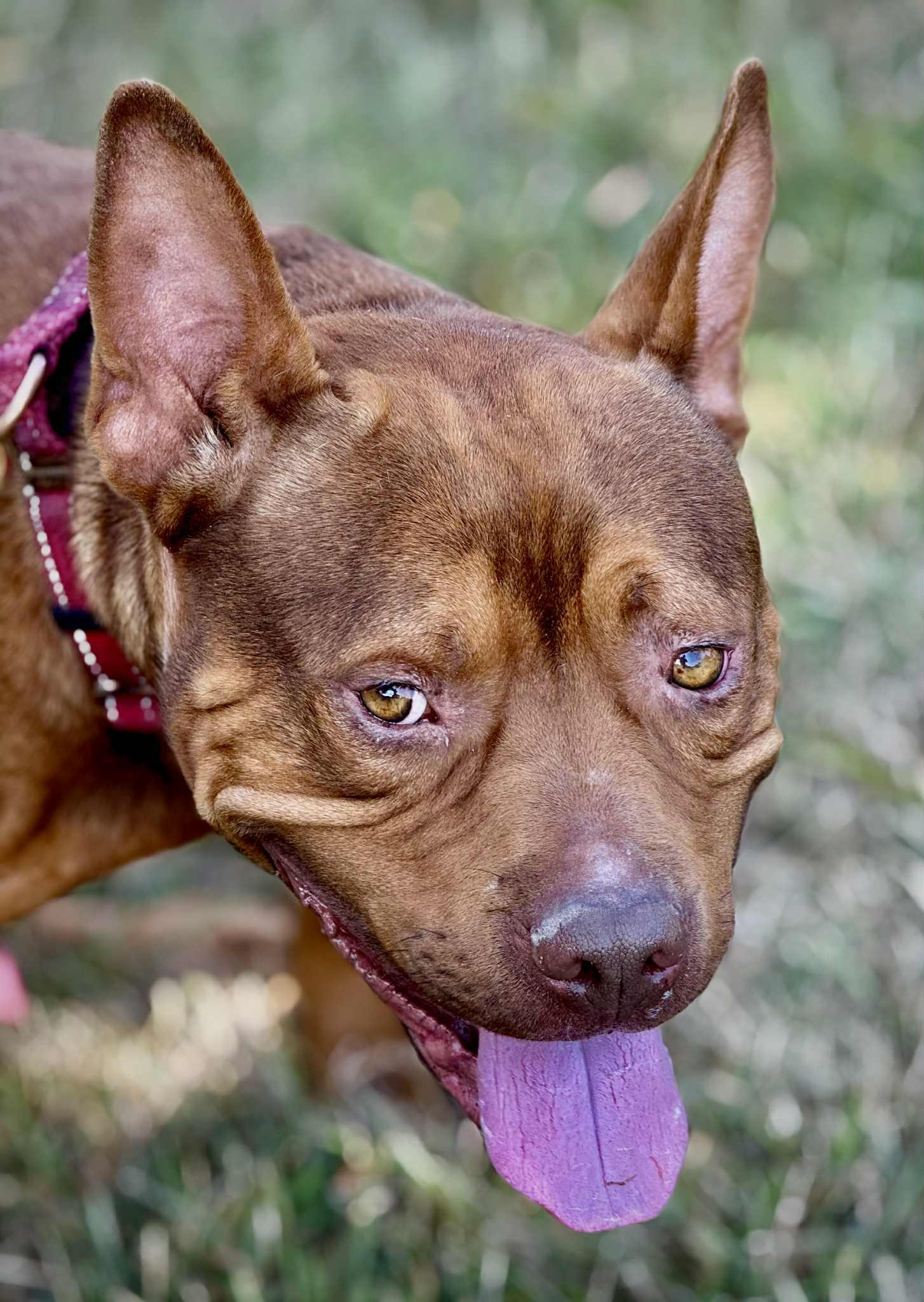 Bebe, a Adoptable mixed breed in Effingham, IL image 2/6