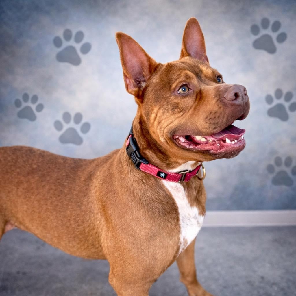 Enlarge Bebe, a Adoptable mixed breed in Effingham, IL image 3/6