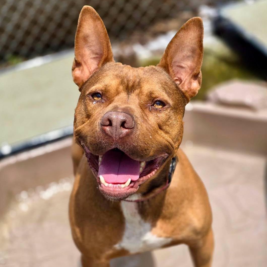 Bebe, Adoptable, Adult Male Pit Bull Terrier.