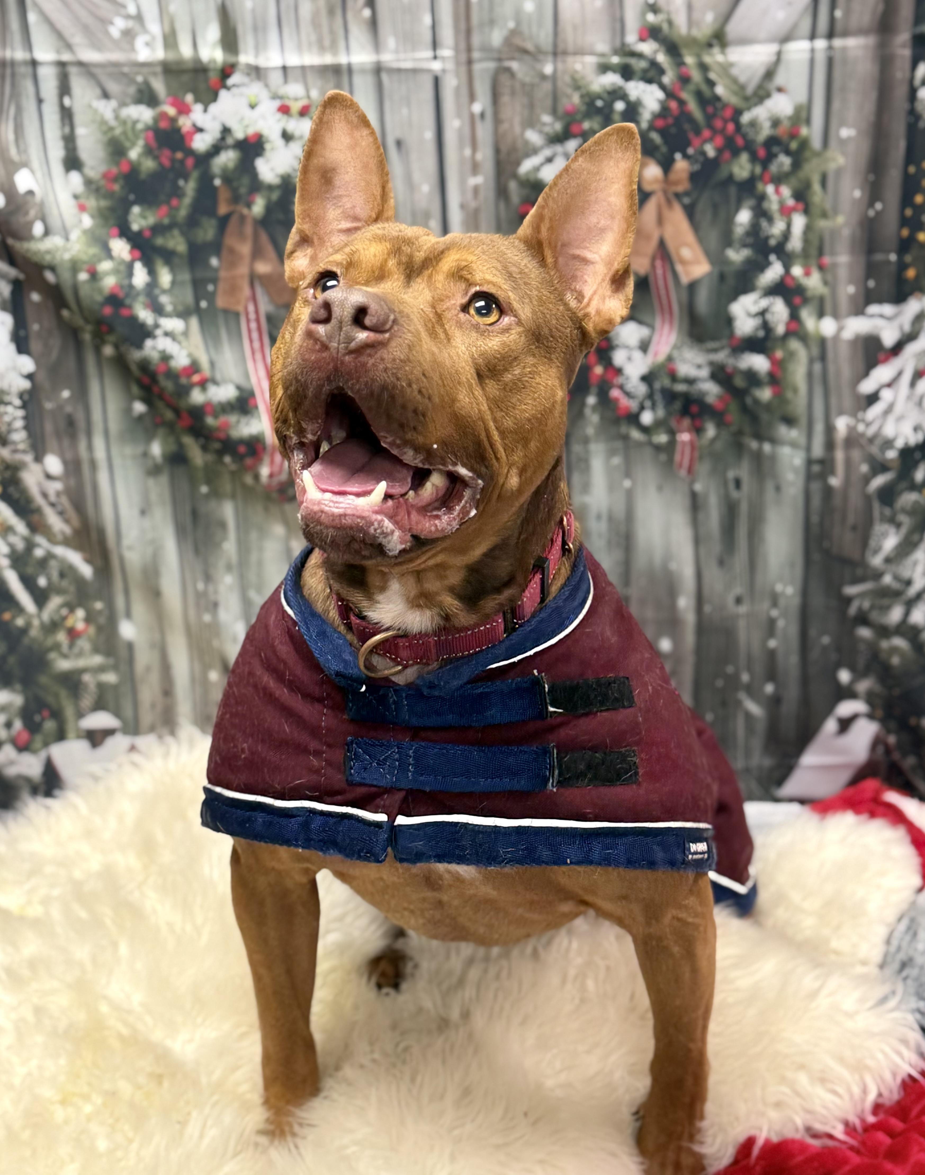 Bebe, Adoptable, Adult Male Pit Bull Terrier.