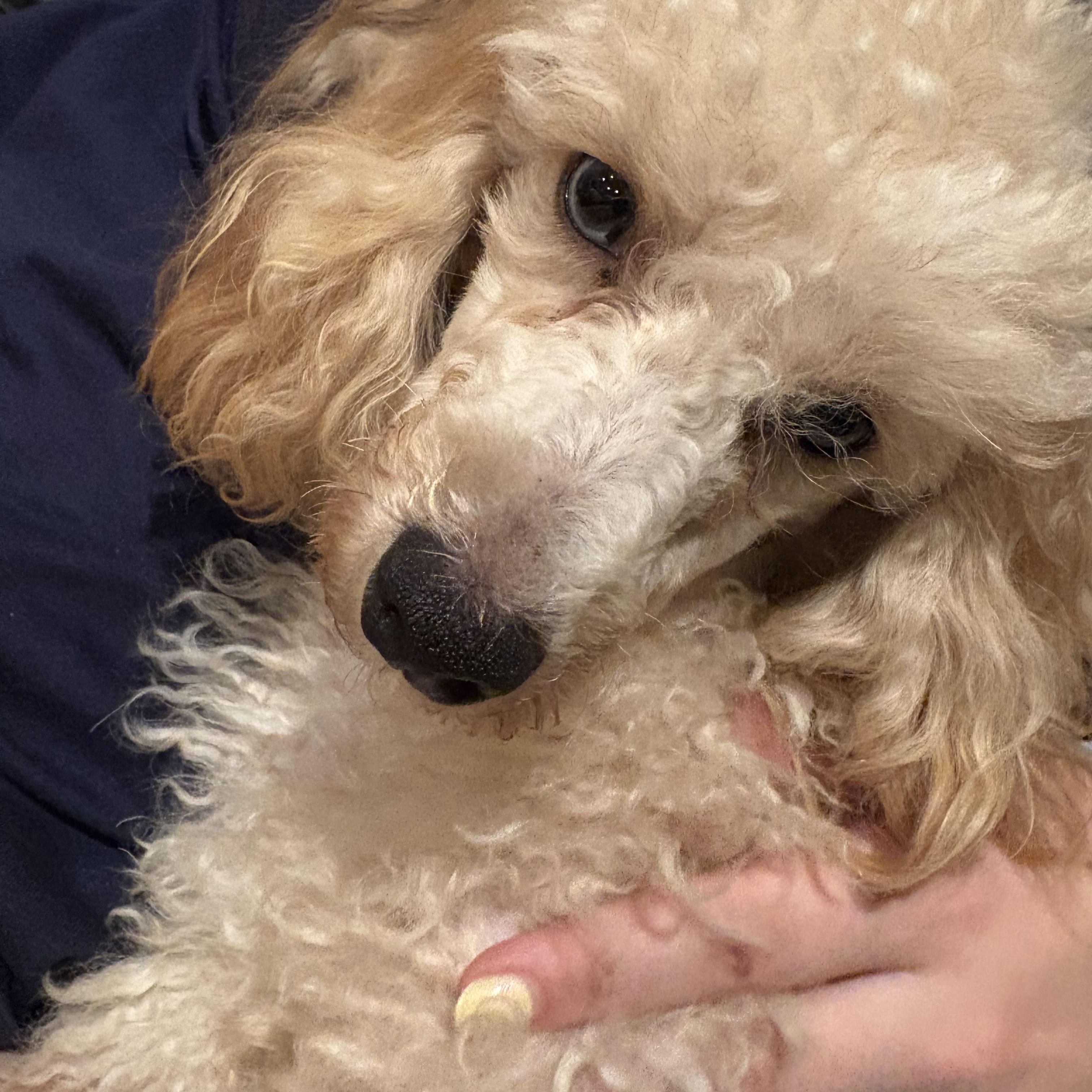 Poodle Fosters Needed, a Adoptable Poodle in Franklin, TN image 1/2
