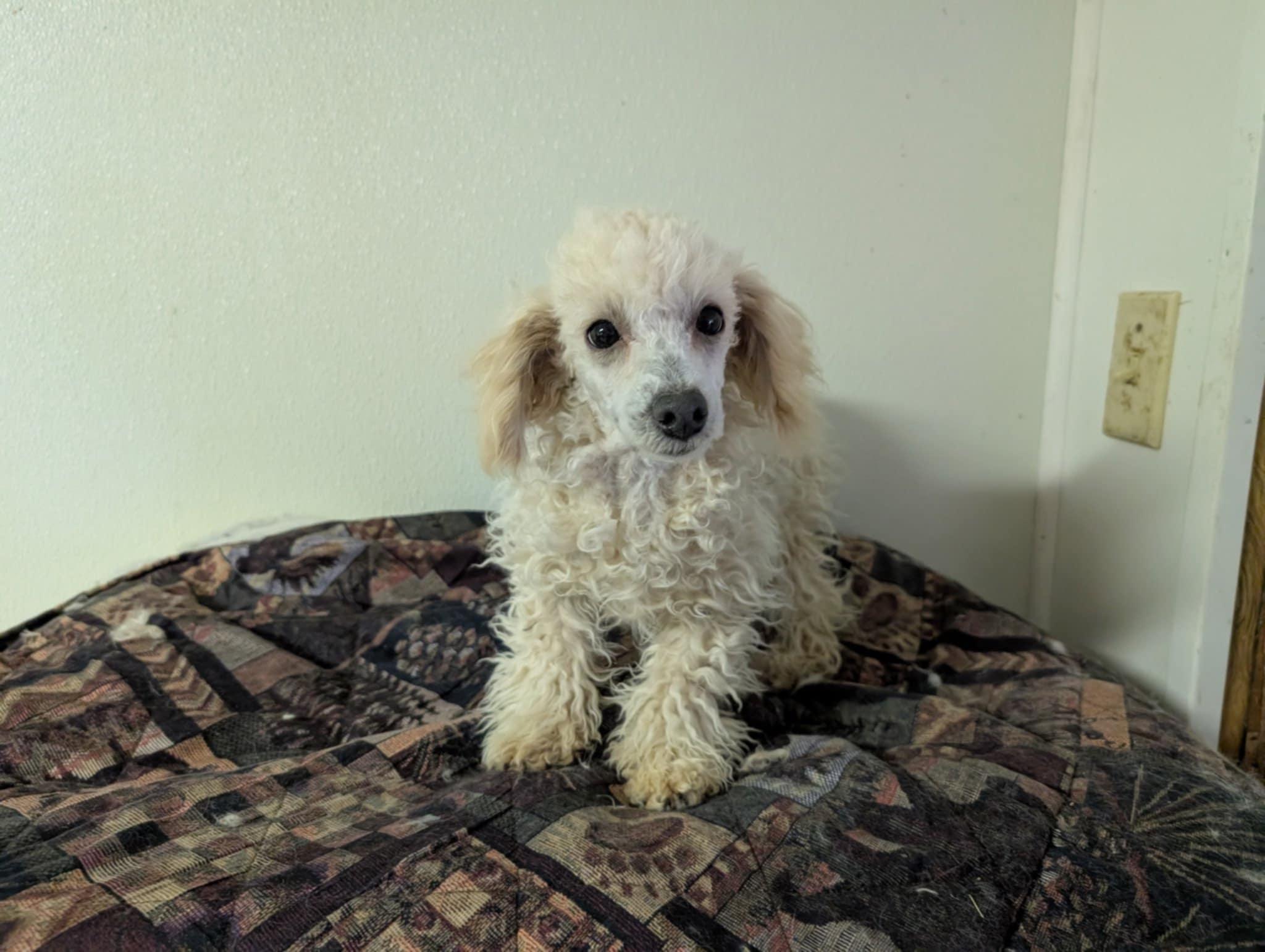 Fosters Needed-HELP US! , Adoptable, Adult Male Poodle.